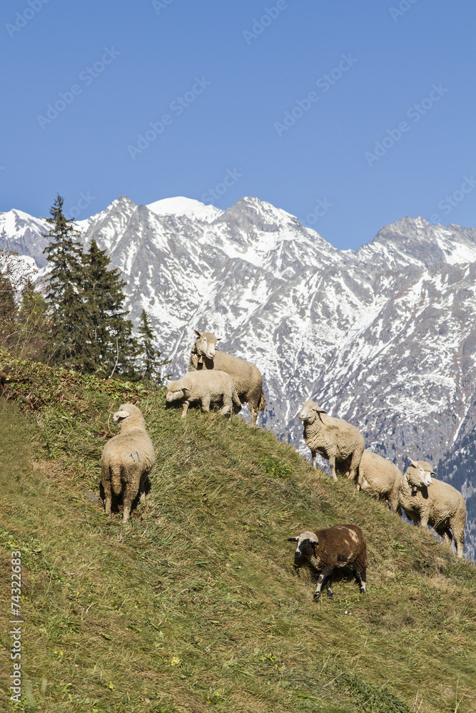 Naklejka premium Schafherde in den Schweizer Bergen