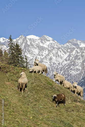 Schafherde in den Schweizer Bergen © Hans und Christa Ede