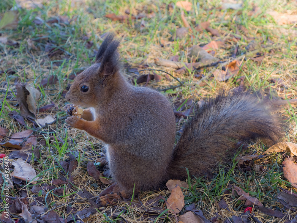 Fototapeta premium hungry squirrel