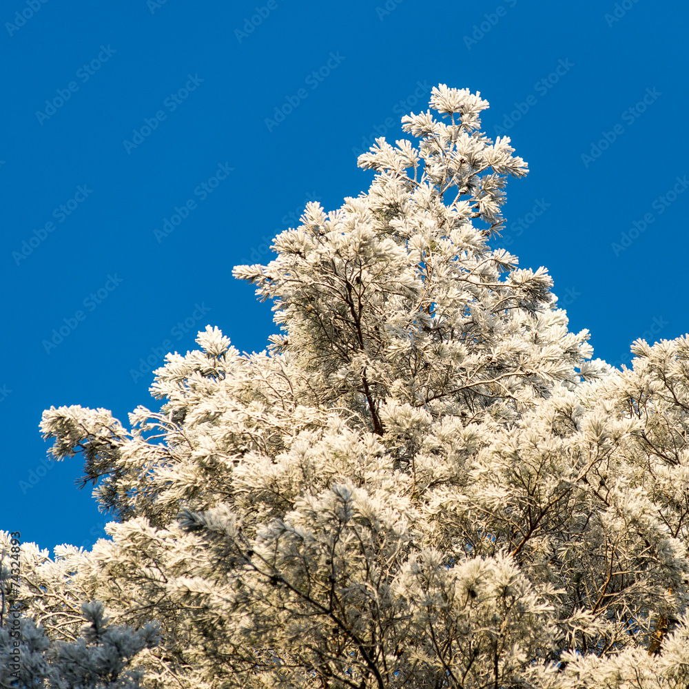 christmas background of snowy forest, frosted tree tops on sky christmas background of snowy forest, frosted tree tops on sky