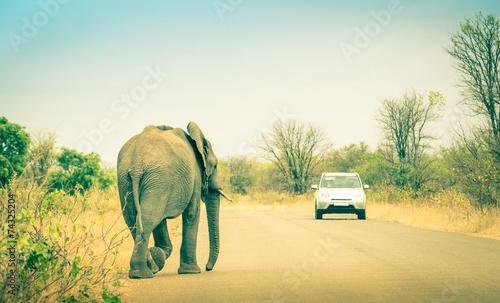 Elephant crossing the road at safari in Kruger Park photo