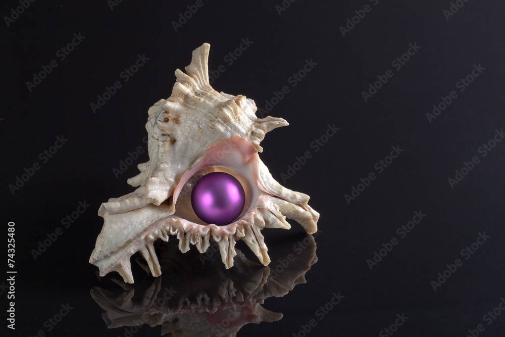 seashell with violet christmas bauble on black background seashell with violet christmas bauble on black background