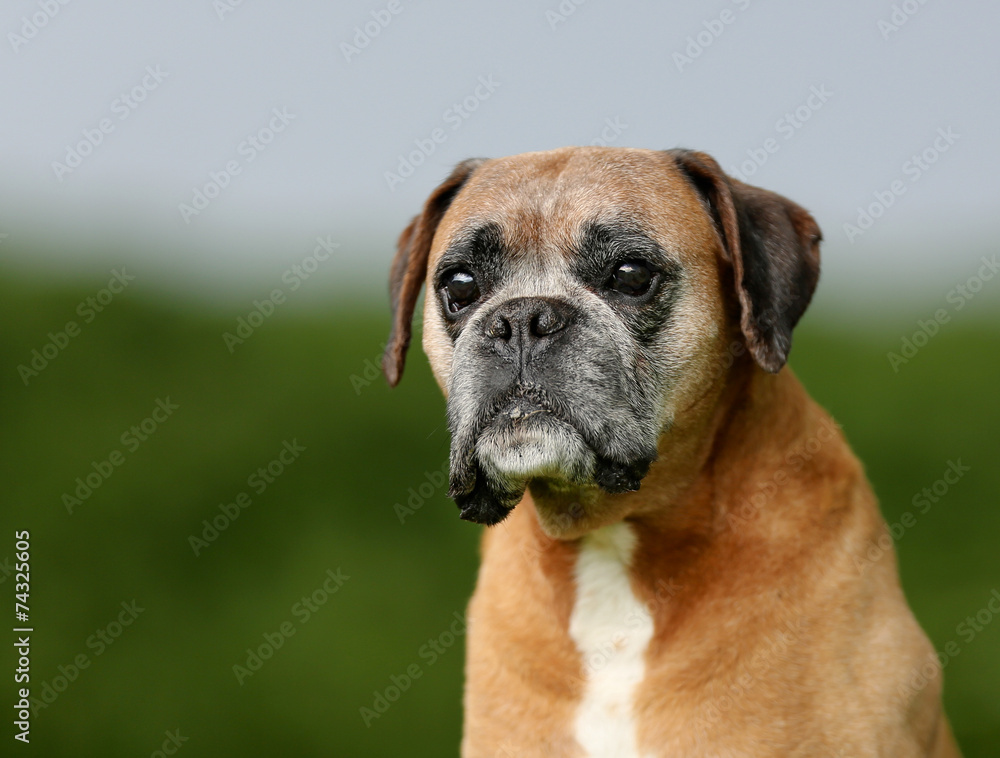Purebred Boxer dog