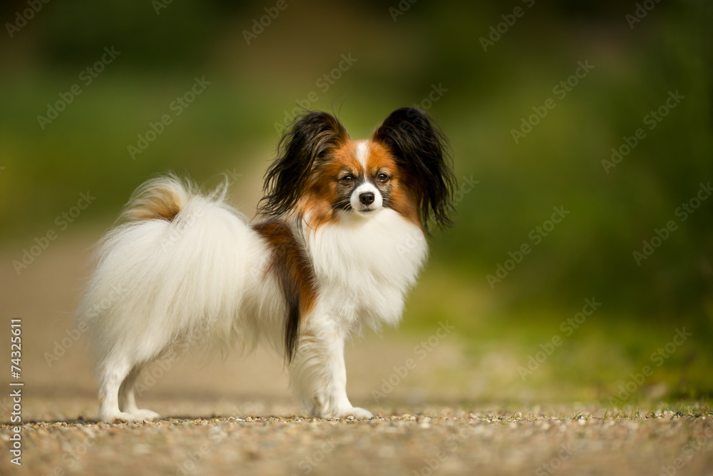 Papillon Dog Papillon Dog