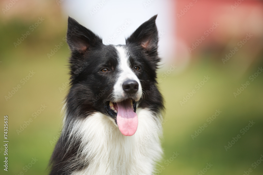 Border collie dog with tongue sticking out
