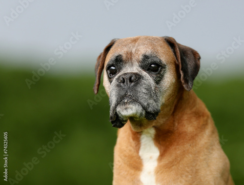 Purebred Boxer dog