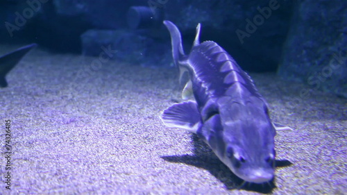 sturgeon family fish in an aquarium Antalya photo