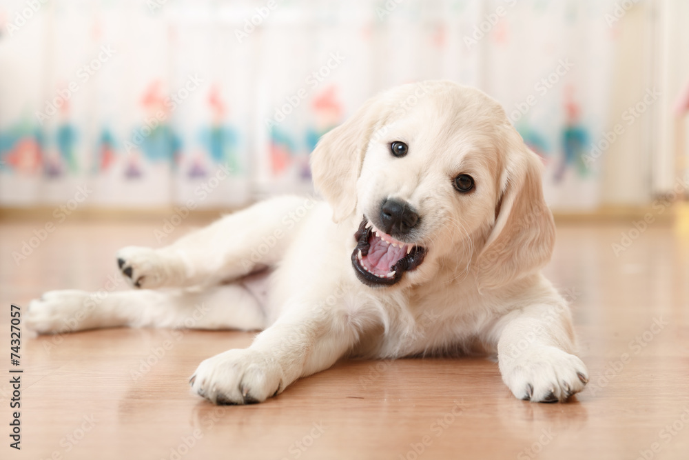 labrador retriever puppy labrador retriever puppy
