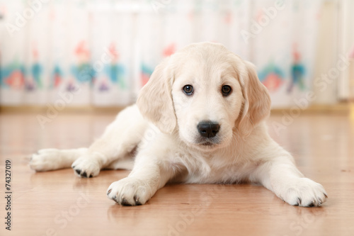 labrador retriever puppy