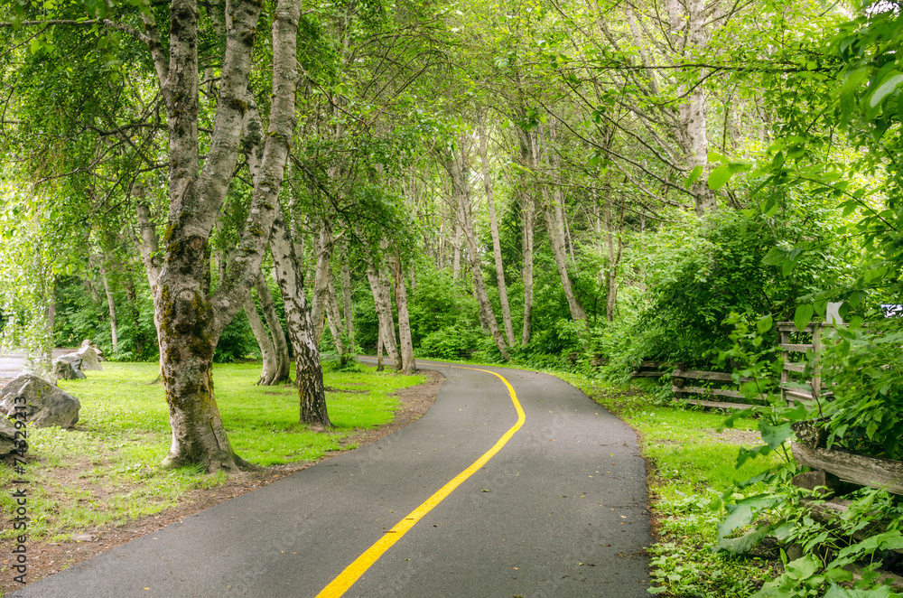 Bicycle Path Through a Wood