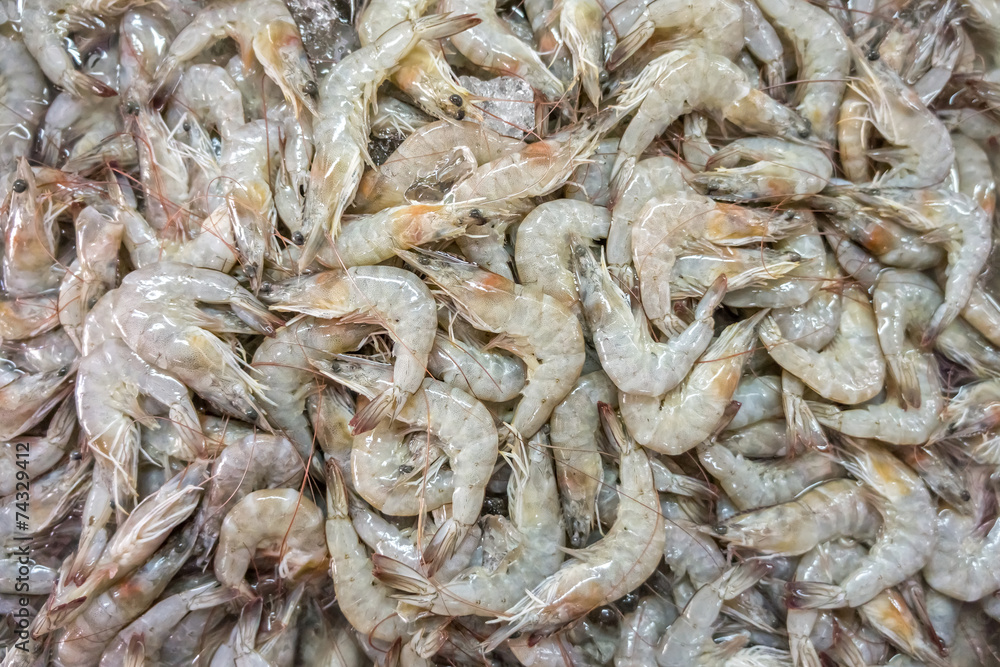 Fenneropenaeus merguiensis or Penaeus Merguiensis for sale in Th Fenneropenaeus merguiensis or Penaeus Merguiensis for sale in Th
