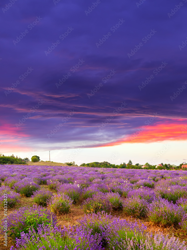 Lavender field summer