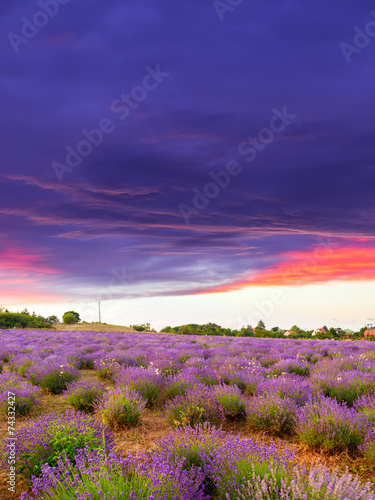 Lavender field summer