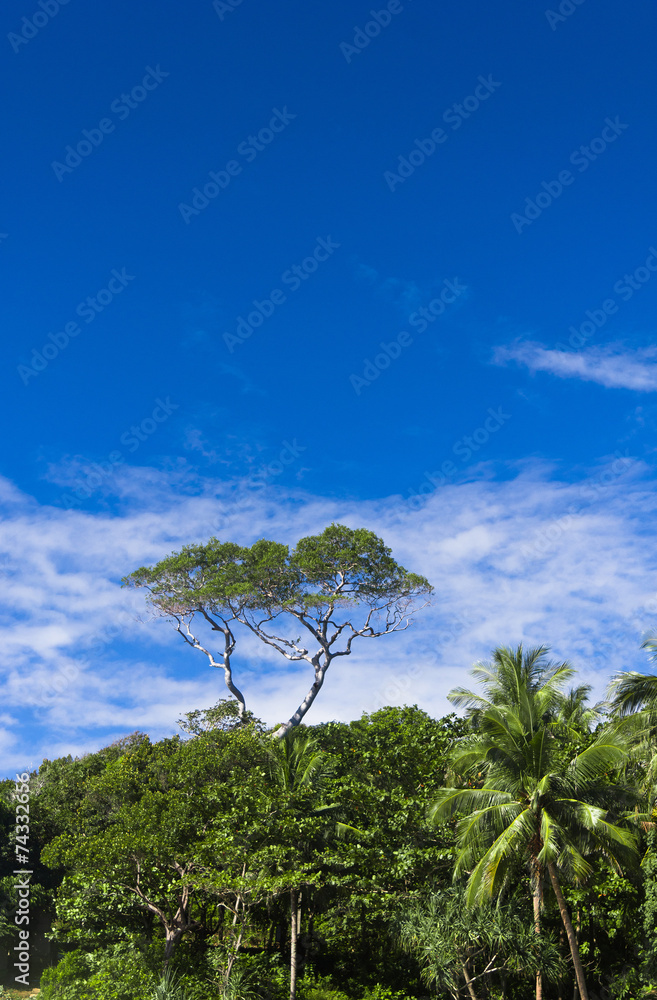 Obraz premium Single Tree Sunlit Foliage