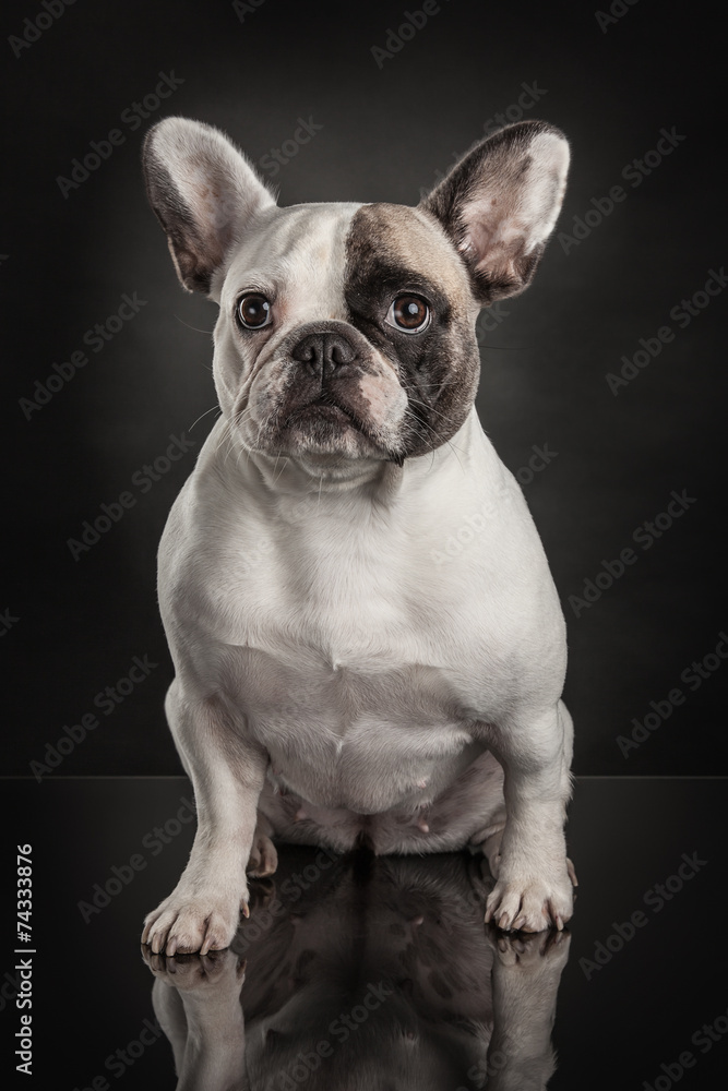 Studio photo  of french bulldog over black background