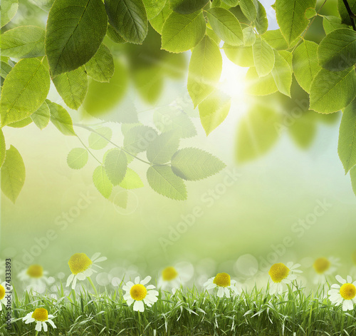 natural green background