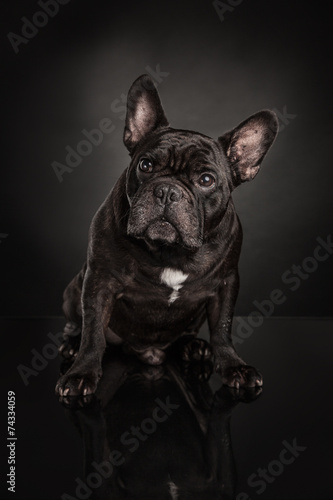 Fototapeta Naklejka Na Ścianę i Meble -  Studio photo  of french bulldog over black background
