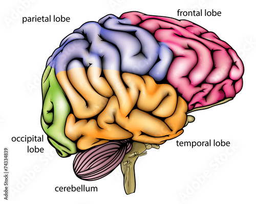 Brain anatomy diagram