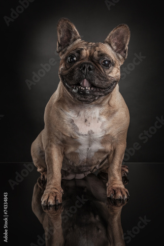 Studio photo of french bulldog over black background