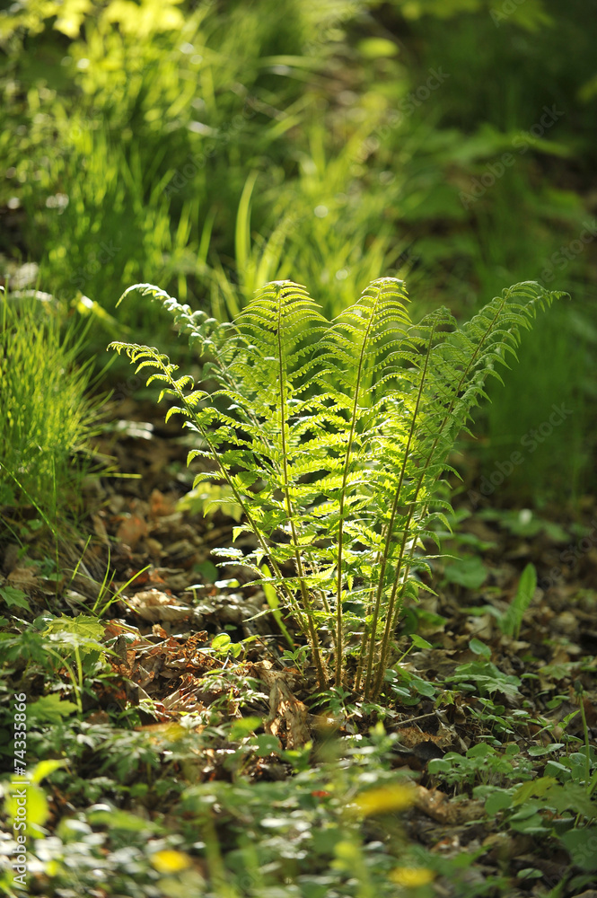 Fern in the forest. Fern in the forest.