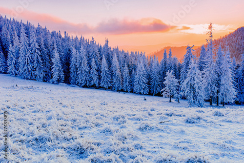 winter landscape trees in frost © standret