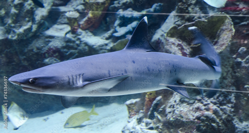 Obraz premium Shark swimming