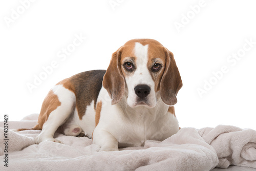 Beagle