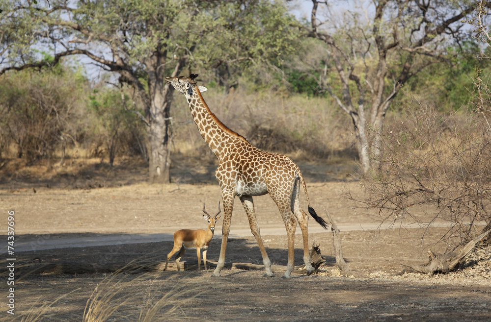 Obraz premium Groß und klein