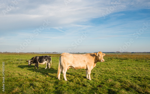 Two cows standing in a meadow
