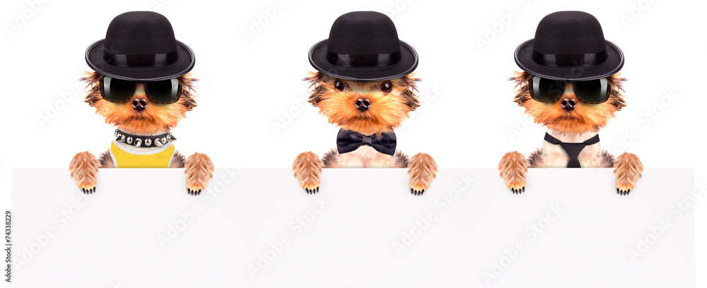 Dog dressed as mafia gangster with banner Dog dressed as mafia gangster with banner