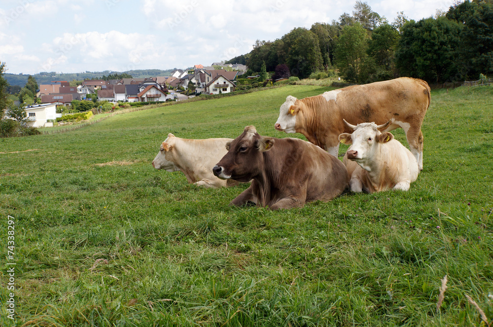 Rinder auf der Weide Rinder auf der Weide