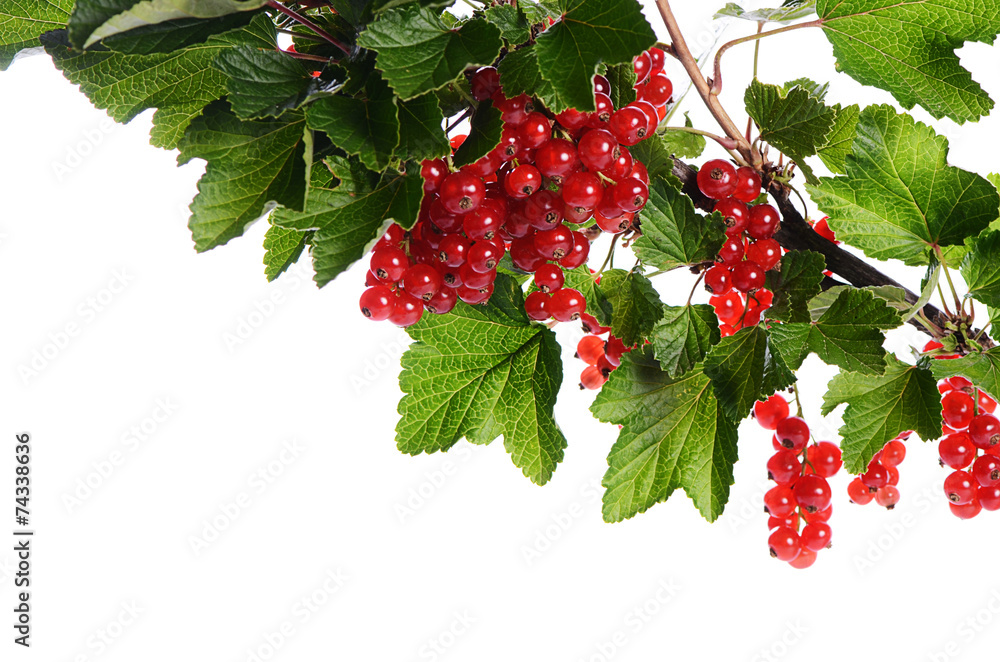 Red currant isolated on white background Red currant isolated on white background
