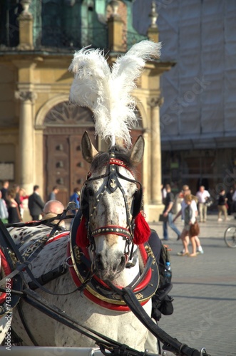 Horse in Krakow