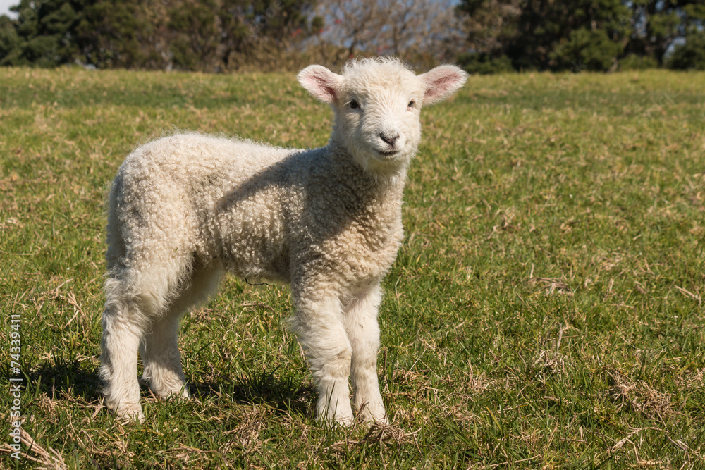 staring little lamb staring little lamb