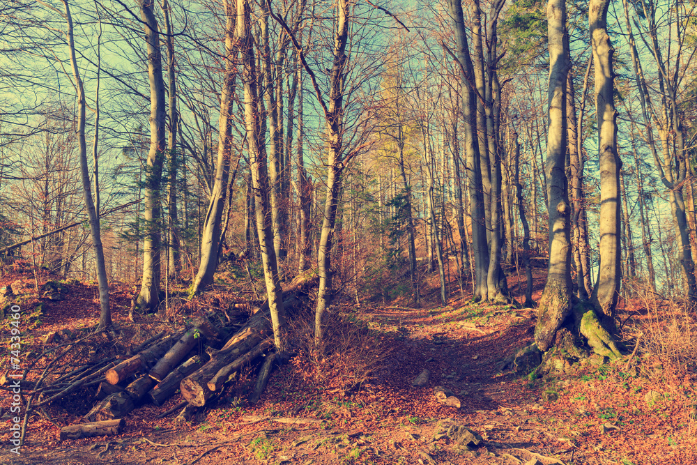 Fototapeta premium path in the mountains