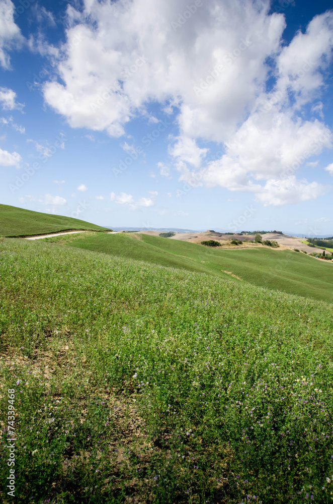 Fototapeta premium prairie toscane crete senesi