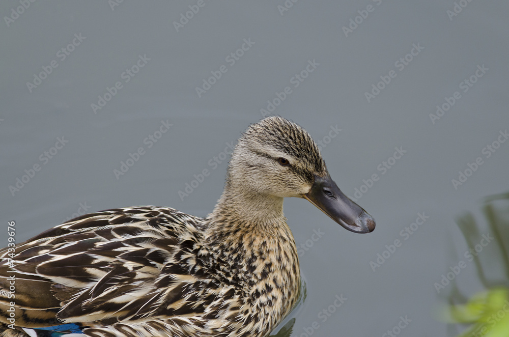 Beautiful Duck swimming and resting in the lake Beautiful Duck swimming and resting in the lake