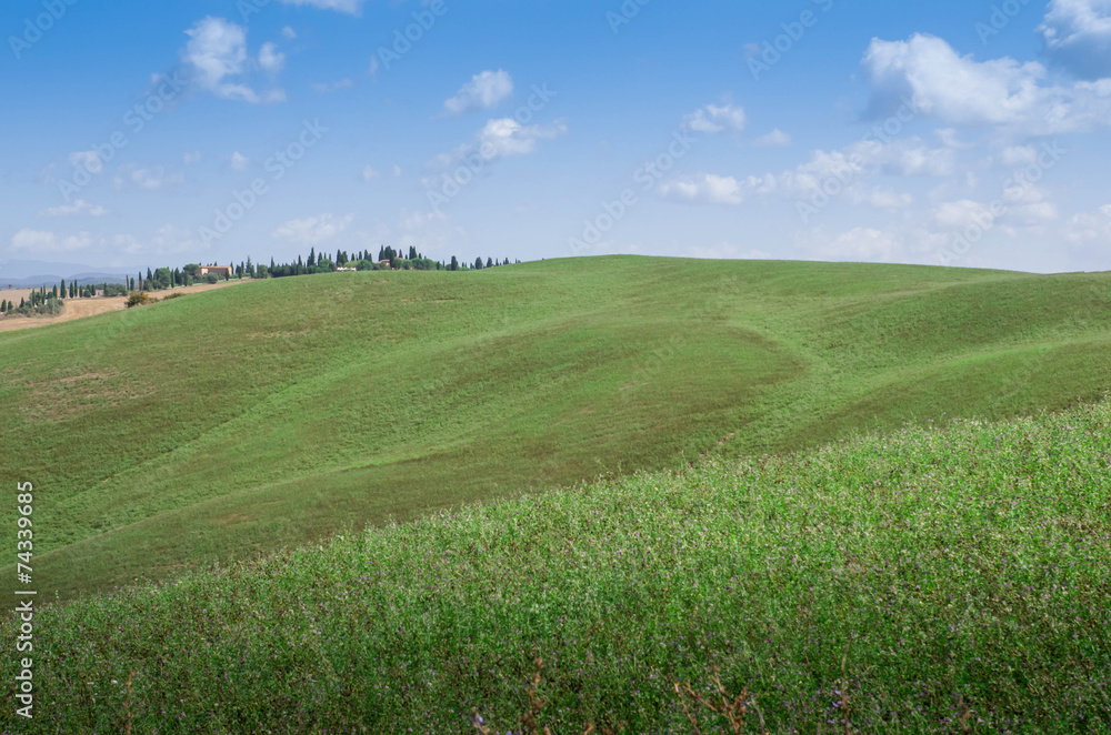 Fototapeta premium prairie toscane crete senesi