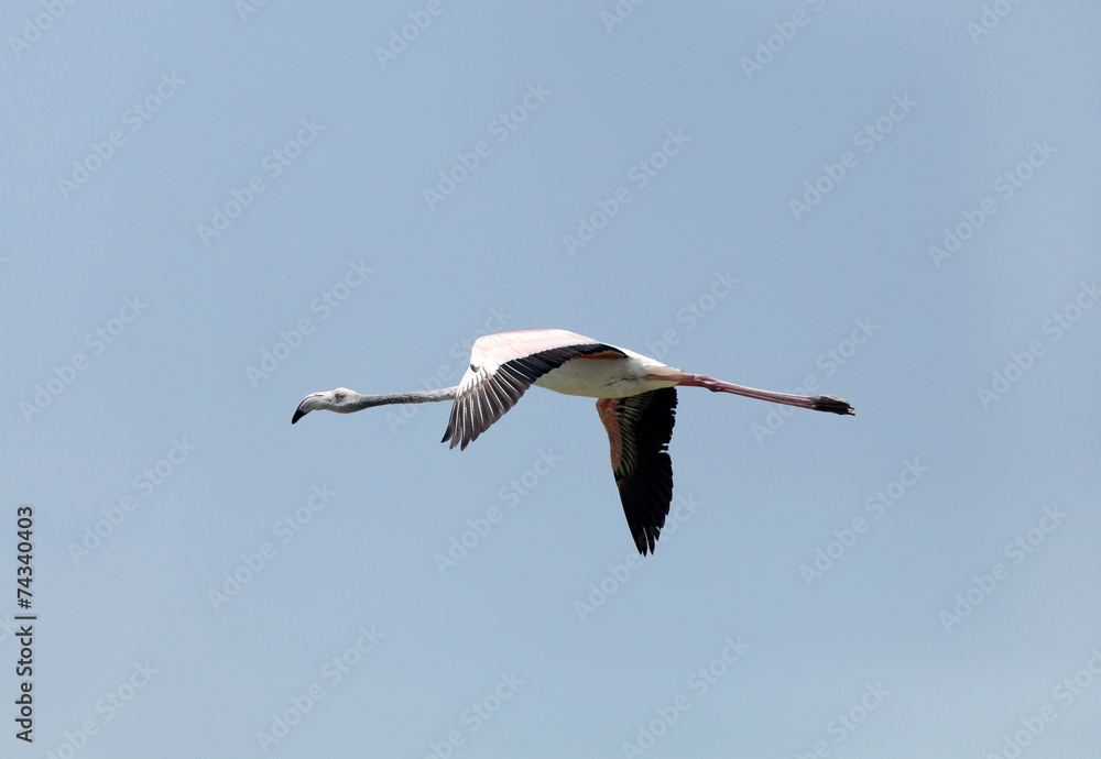 Obraz premium Beautiful great flamingo feeding during low tide