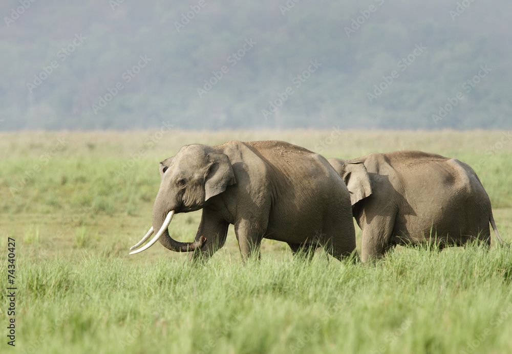 Two elephants in the grassland