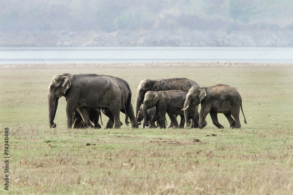 A herd of asiatic elephants in Jim Corbett