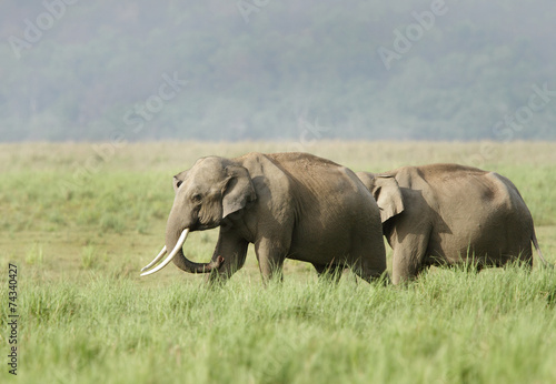 Two elephants in the grassland