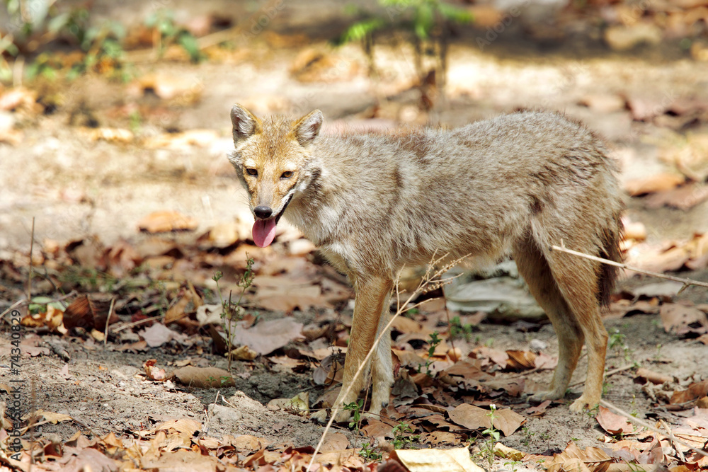 Golden Jackal standing nearby in Jim Corbett Golden Jackal standing nearby in Jim Corbett