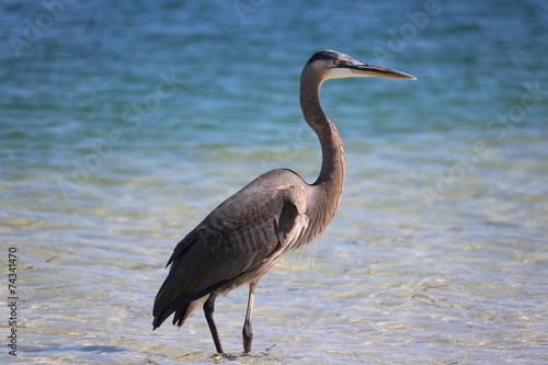Florida Heron © mpaskvan