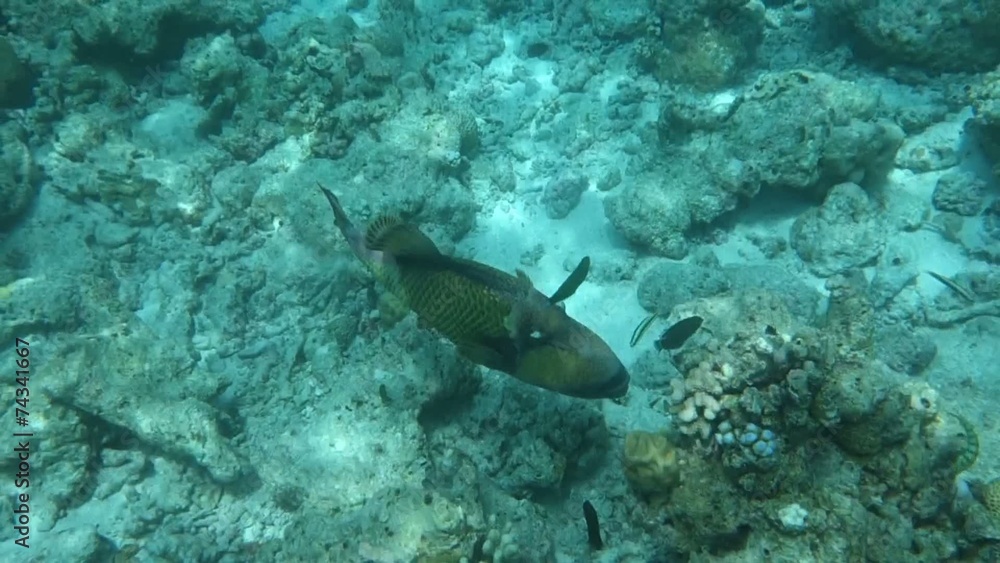 aggresiver Drückerfisch aggresiver Drückerfisch