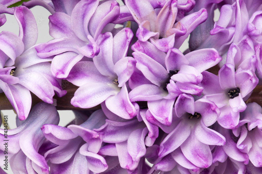 hyacinth hyacinth
