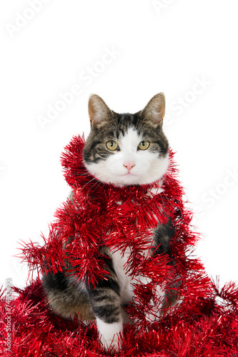Looking cat covered with Christmas garlands
