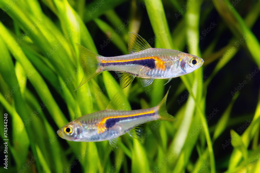 Fototapeta premium Glowlight Rasbora