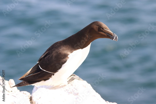 uria guillemot uccello marino isole farne scozia mare artico photo