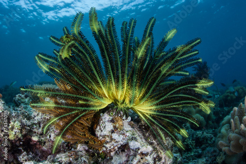 Vibrant Feather Star